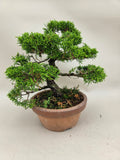 Bonsaï Juniperus chinensis itoigawa shohin