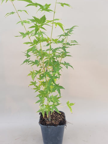 acer palmatum bi hoo
