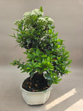 Bonsai Vuurdoorn oranje bes