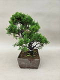Bonsai Juniperus chinensis itoigawa