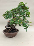 Bonsai Ulmus parvifolia