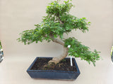 Zanthoxylum Zimmerbonsai