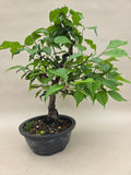 Prunus mume oder Aprikose