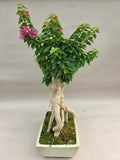 Bonsai-Bougainvillea