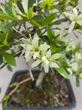 Bonsai Azalea zenbazuru