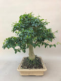 Bonsai Liguster
