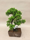 Bonsai Juniperus chinensis itoigawa