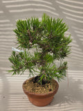 Bonsai Pinus thunbergii