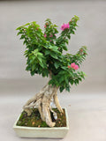 Bonsai-Bougainvillea