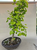 Bonsai Ginkgo biloba