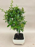 Bonsai Feuerdorn orange Beere