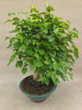 Bonsai-Maulbeerbaum