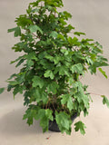 Bonsai acer campestre