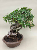 Bonsai Ulmus parvifolia