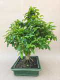 Bonsai Liguster