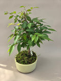 bonsai Zelkova seratta shohin