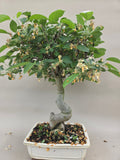 Bonsai Malus evereste