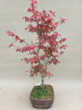 Bonsai Fächerahorn Deshojo Doppelstamm