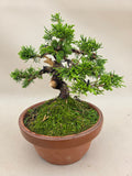 Bonsai Juniperus chinensis itoigawa