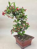 Bonsai Malus