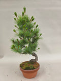 Bonsai Pinus parviflora III