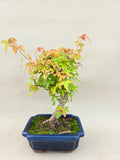 Bonsai Acer Beurgerianum
