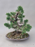 Bonsai Juniperus chinensis