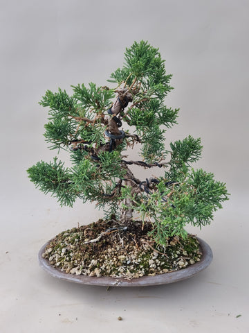 Bonsai Juniperus chinensis