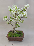Bonsai Prunus mahaleb