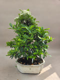 Bonsai Vuurdoorn oranje bes