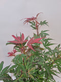 acer palmatum shaina