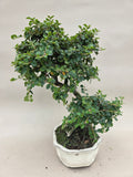 Bonsai cotoneaster