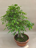bonsai celtis