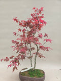 Bonsai Fächerahorn Deshojo Doppelstamm