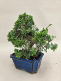 Bonsai Juniperus chinensis