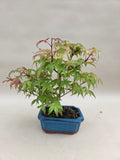 Acer palm. Deshojo