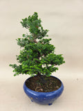 Bonsai chamaecyparis