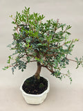 Bonsai pistace