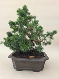 Bonsai Juniperus chinensis