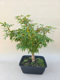 Bonsai acer palmatum jerre swarts