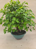 Bonsai-Maulbeerbaum