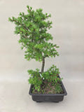 Bonsai Lärche decidua