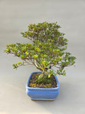 Bonsaï Azalée zenbazuru
