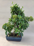 Bonsai Vuurdoorn oranje bes