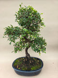 Ulmus Parvifolia