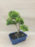 Bonsaï Ilex crenata