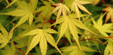 acer palmatum allens gold