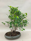 Bonsaï ficus