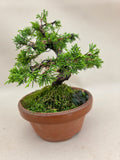Bonsai Juniperus chinensis itoigawa