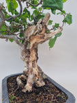 Bonsai krul hazelaar